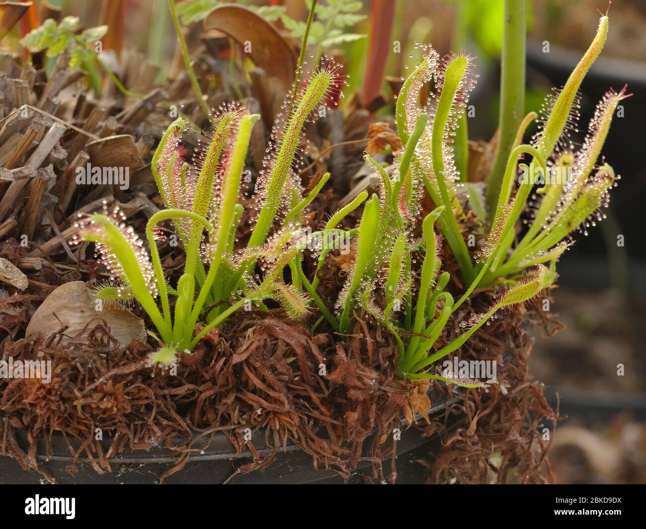 Drosera Anglica, English Sundew, Carnivorous Stock Photo