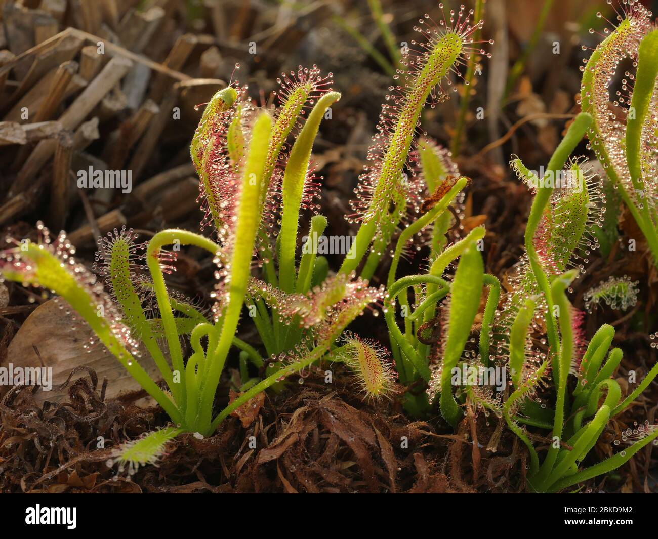 Drosera Anglica, English Sundew, Carnivorous Stock Photo