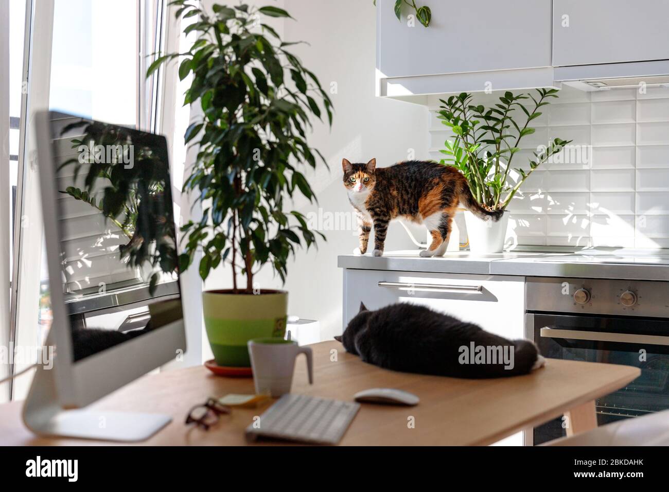 While the owner is not at home or does not see, two cats walk and sleep on the table next to the desktop. Freelance workplace, remote work during self Stock Photo