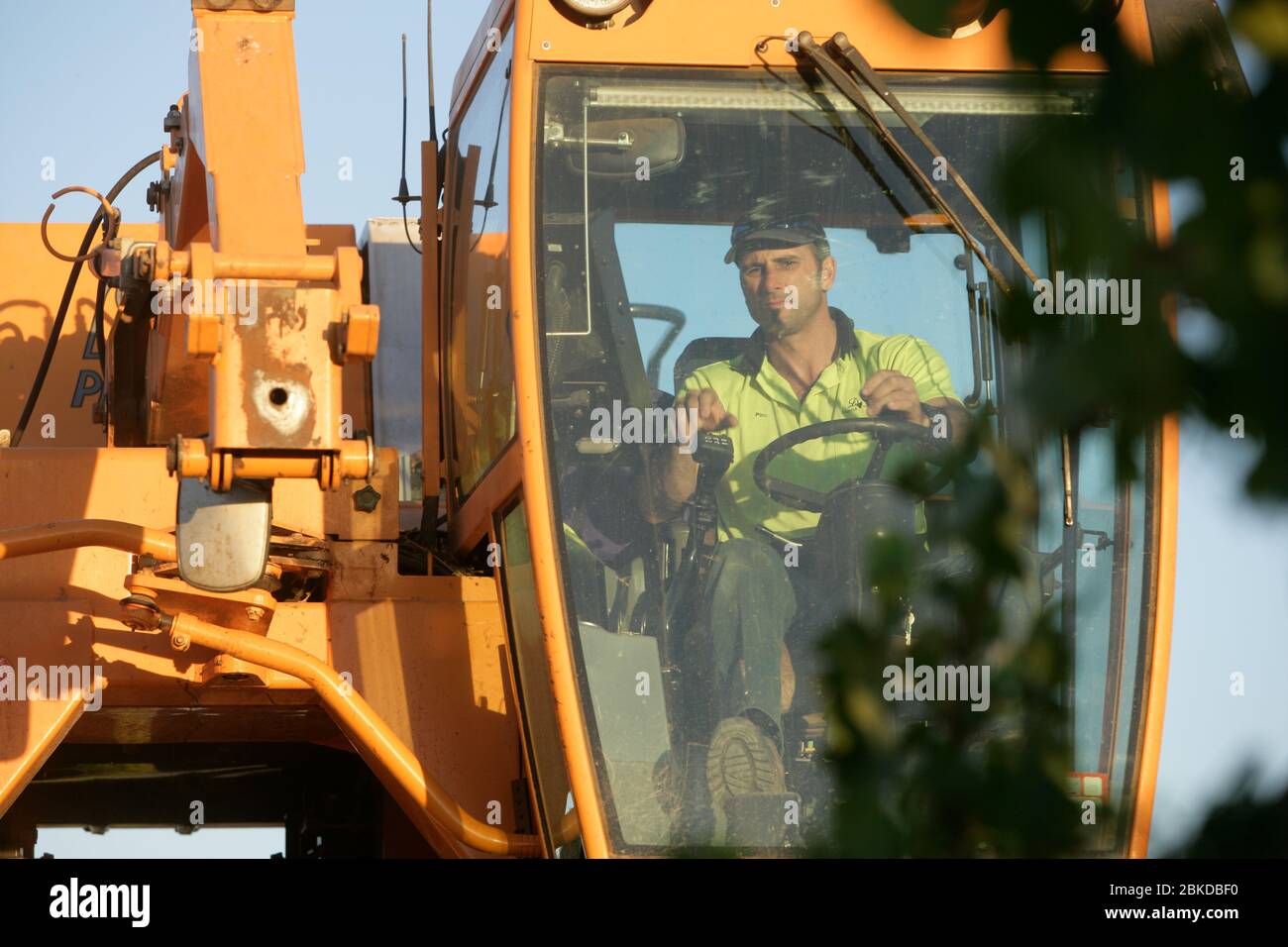 Mechanical grape harvester picking Merlot grapes in an Australian vineyard. Stock Photo