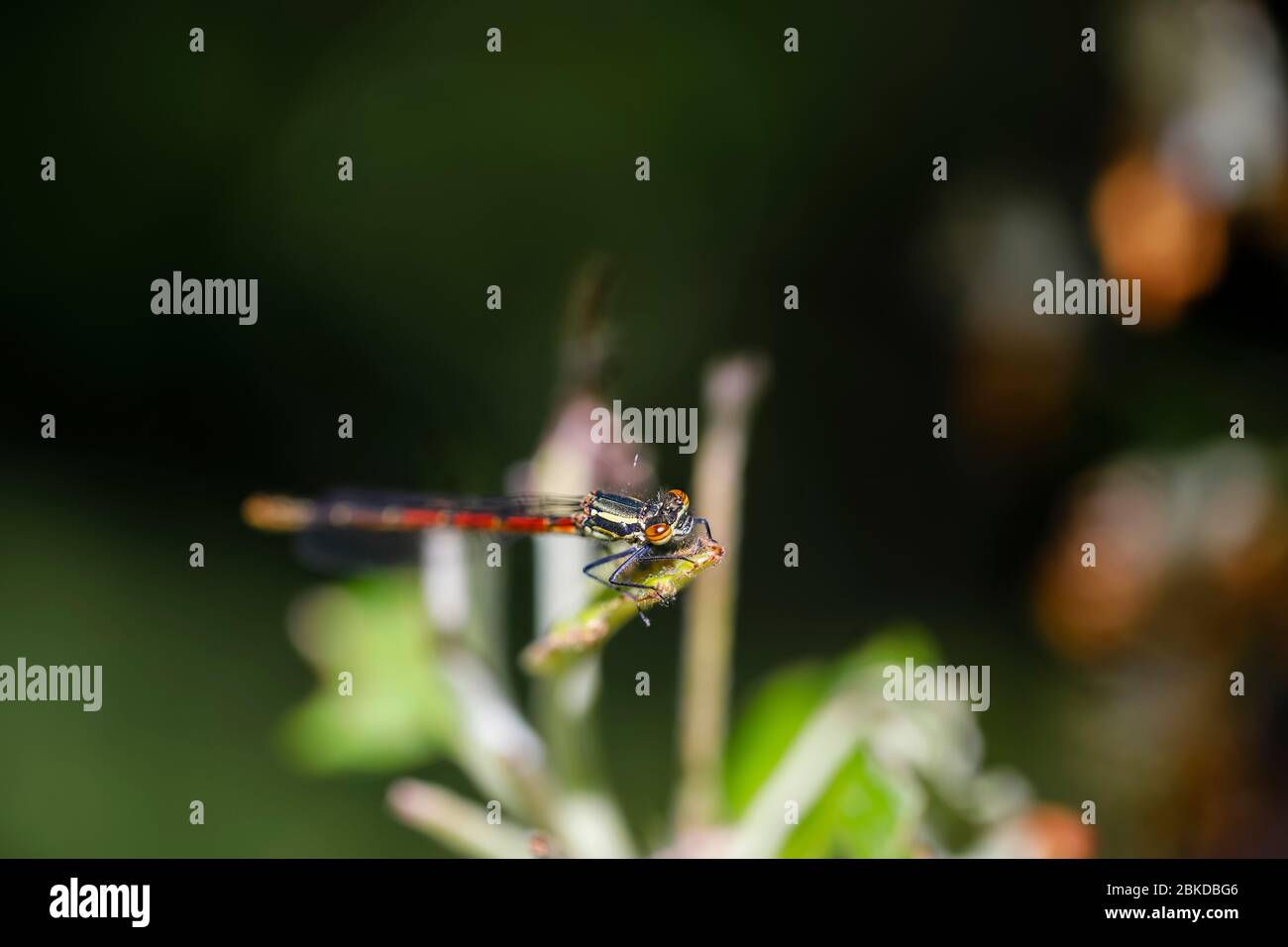 A Large Red Damselfly (Pyrrhosoma nymphula) with colourful banded compound eyes at rest in spring in a garden in Surrey, England Stock Photo