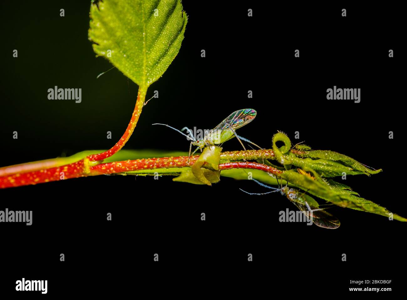 Two winged aphids with long antennae and a third smaller insect on a silver birch leaf, Surrey, SE England.  The top aphid carries a drop of honeydew Stock Photo