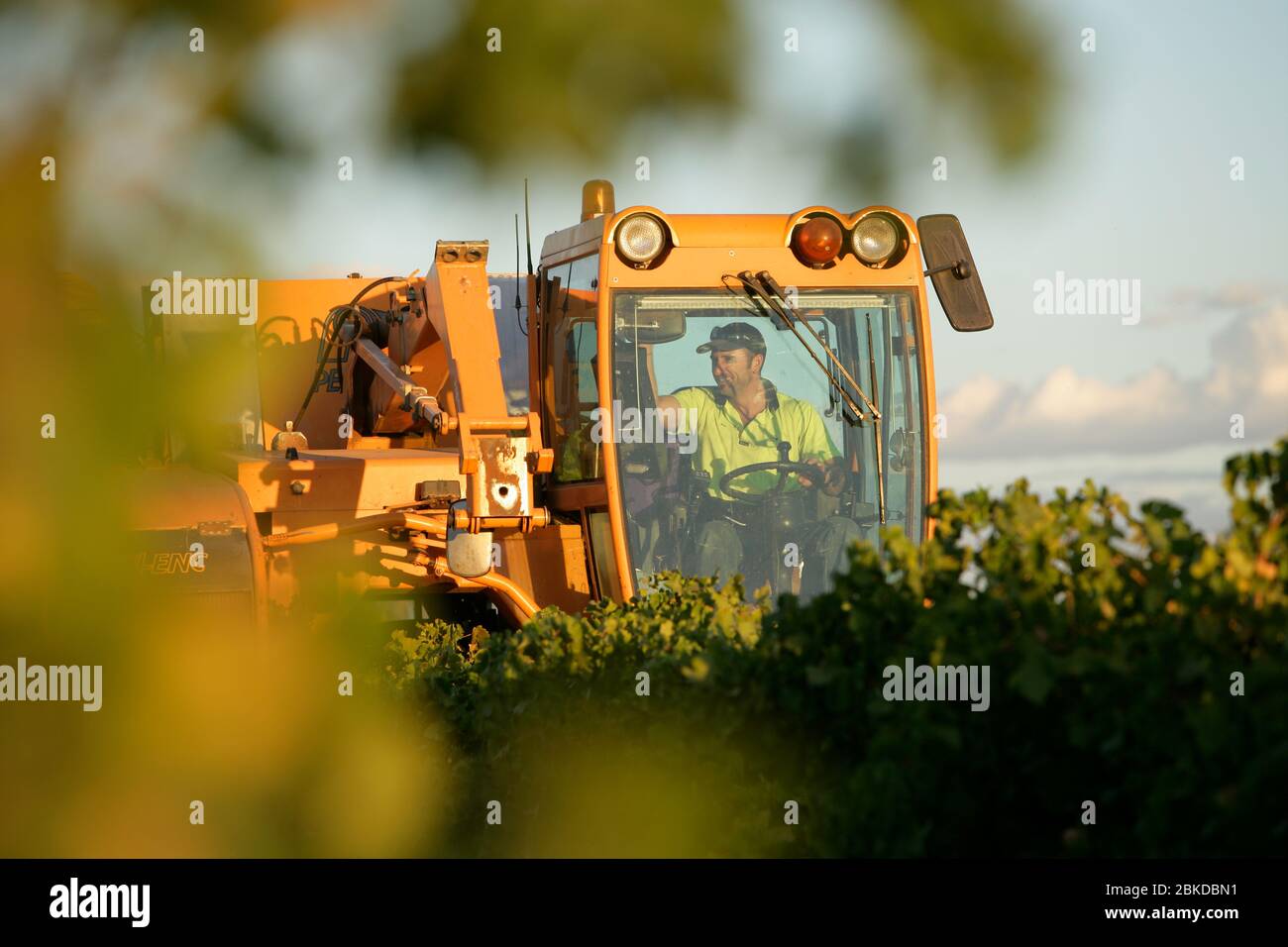 Mechanical grape harvester pick Merlot grapes in an Australian vineyard. Stock Photo