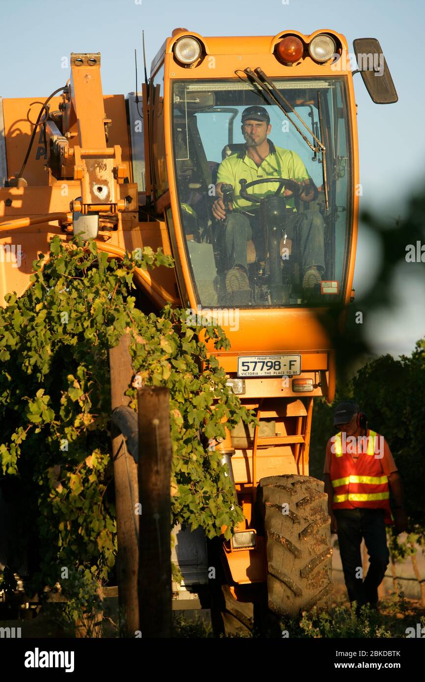 Mechanical grape harvester pick Merlot grapes in an Australian vineyard. Stock Photo