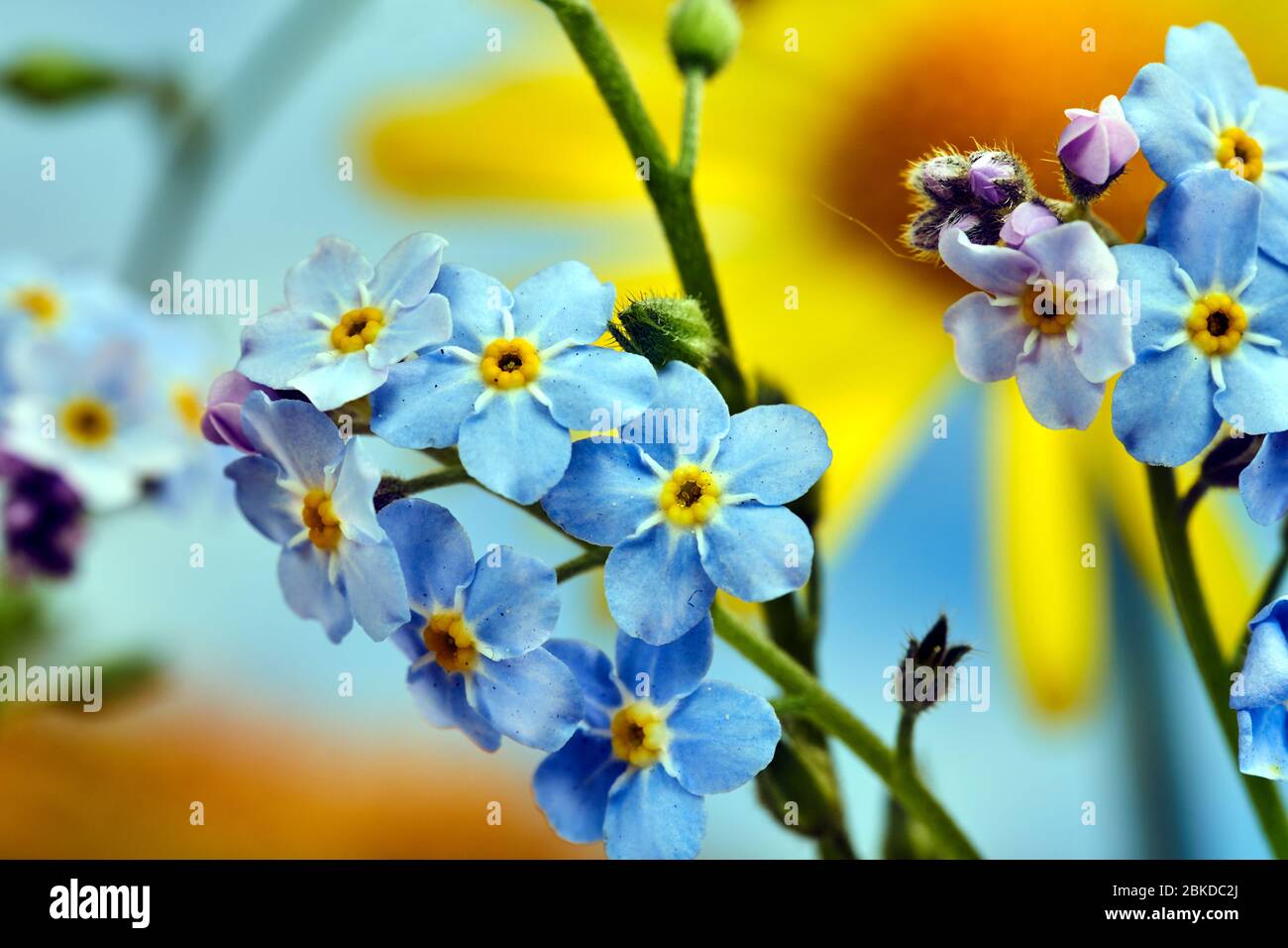 Small, flowering flowers in spring in the garden Stock