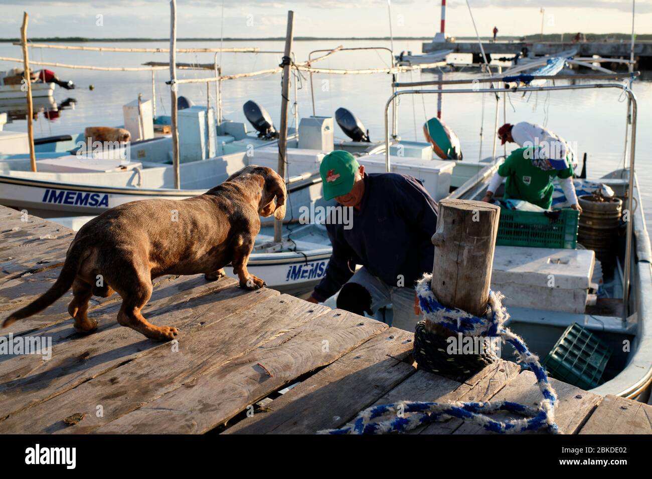 Fishermen preparing their boats and fishing gear to go fishing at sunrise. Dachshund watching from the dock as his master prepares the boat to go to w Stock Photo