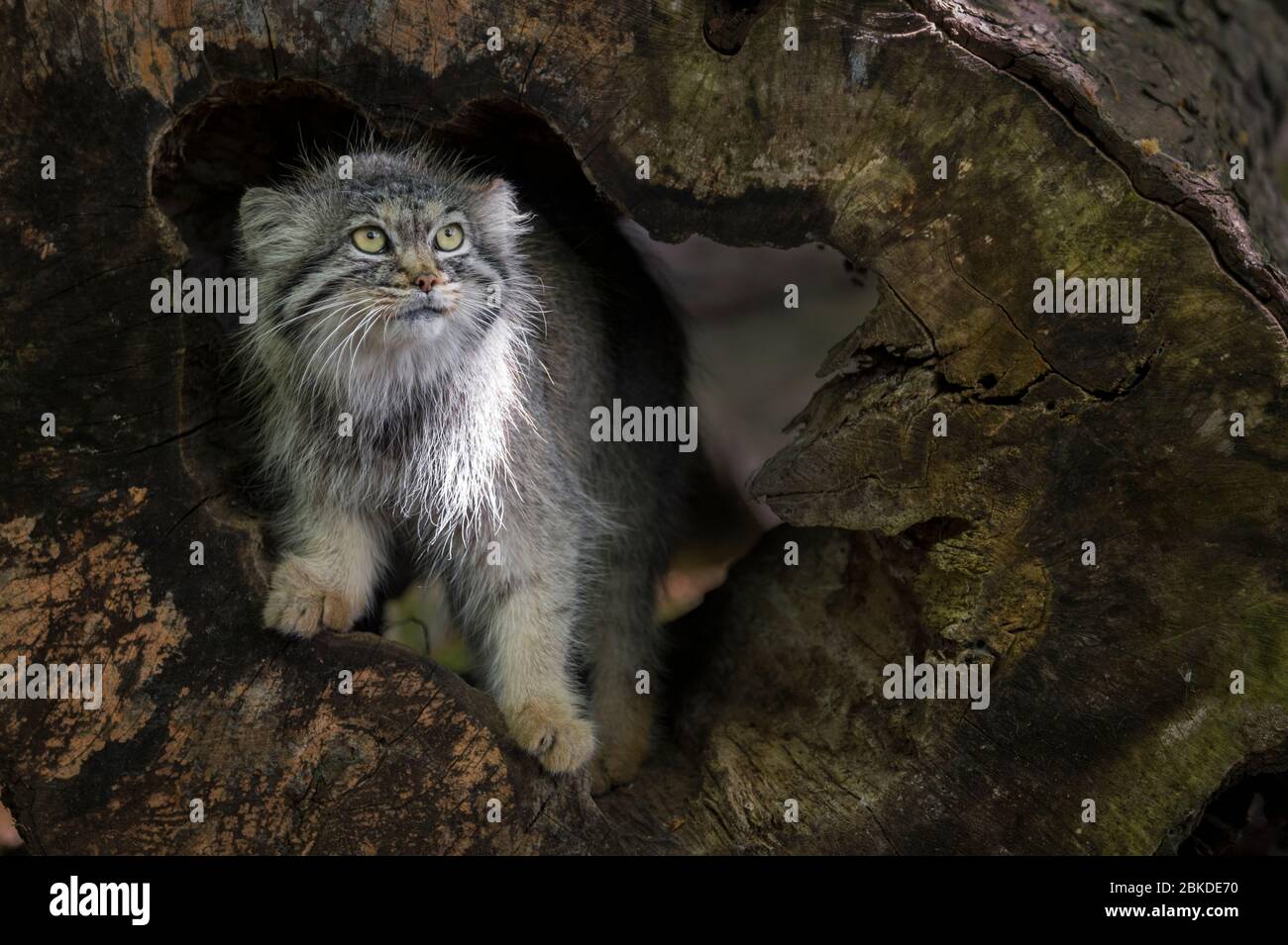 Pallas cat (Otocolobus manul, Felis manul) peering out from a tree trunk Stock Photo