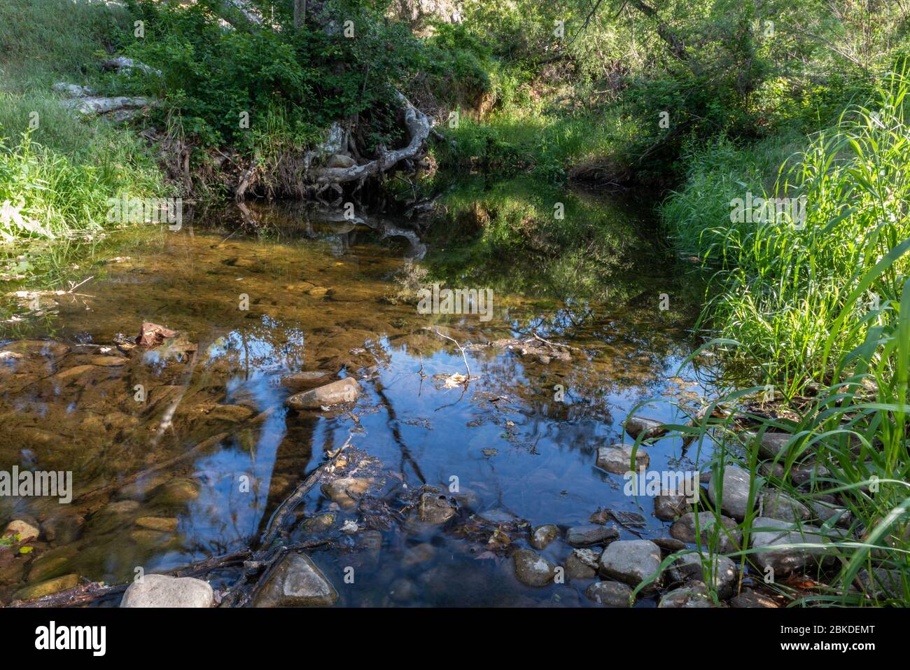 Flowing creek slows at this calm pond water reflecting surounding trees on surface in California valleys in Spring. Stock Photo