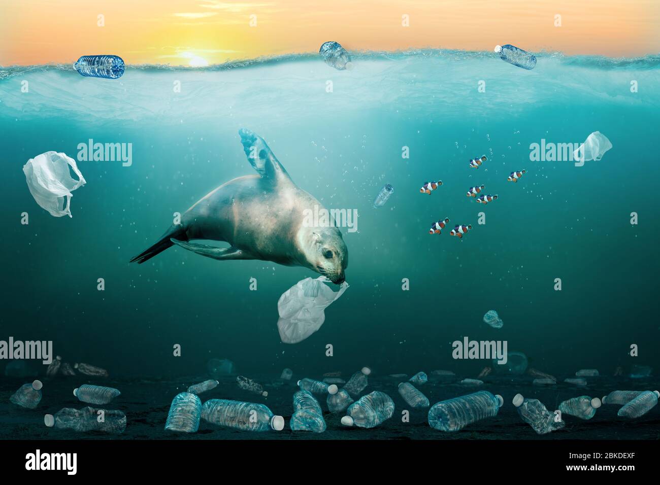 Sea lion eating trash bag in ocean full of plastic trash to illustrate marine pollution problem. At least 8 million tons of plastic end up in oceans e Stock Photo