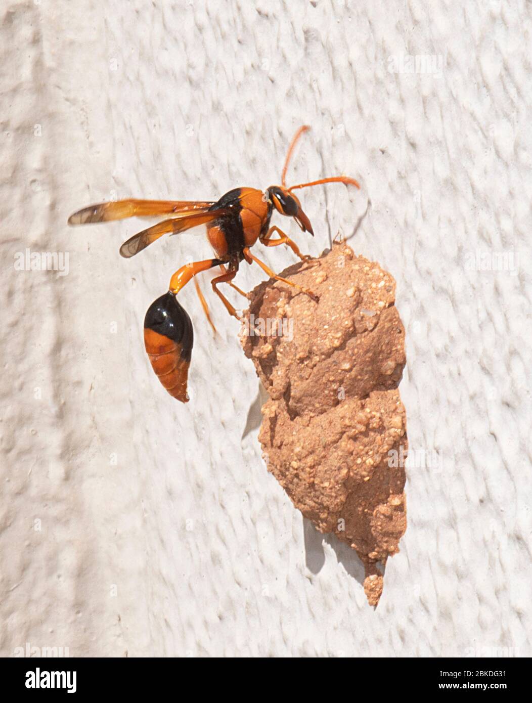Mud Wasp – Ausemade