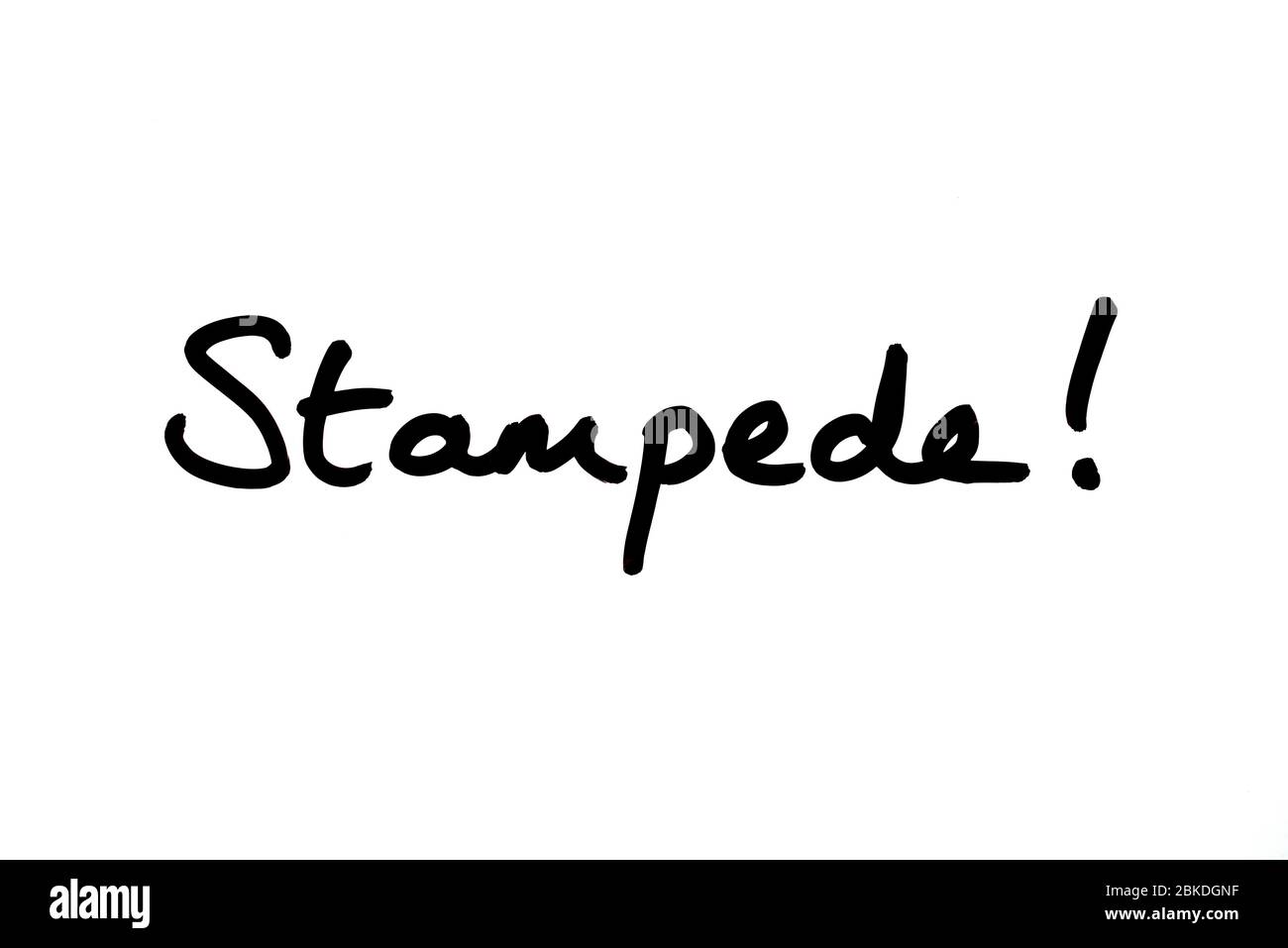Stampede! handwritten on a white background. Stock Photo
