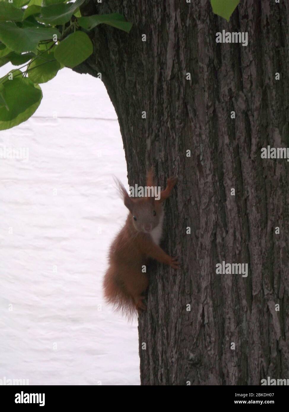 Ein Eichhörnchen an einem Baum an der Dorfkirche in Berlin-Staaken - A squirrel on a tree at the village church in Berlin-Staaken Stock Photo