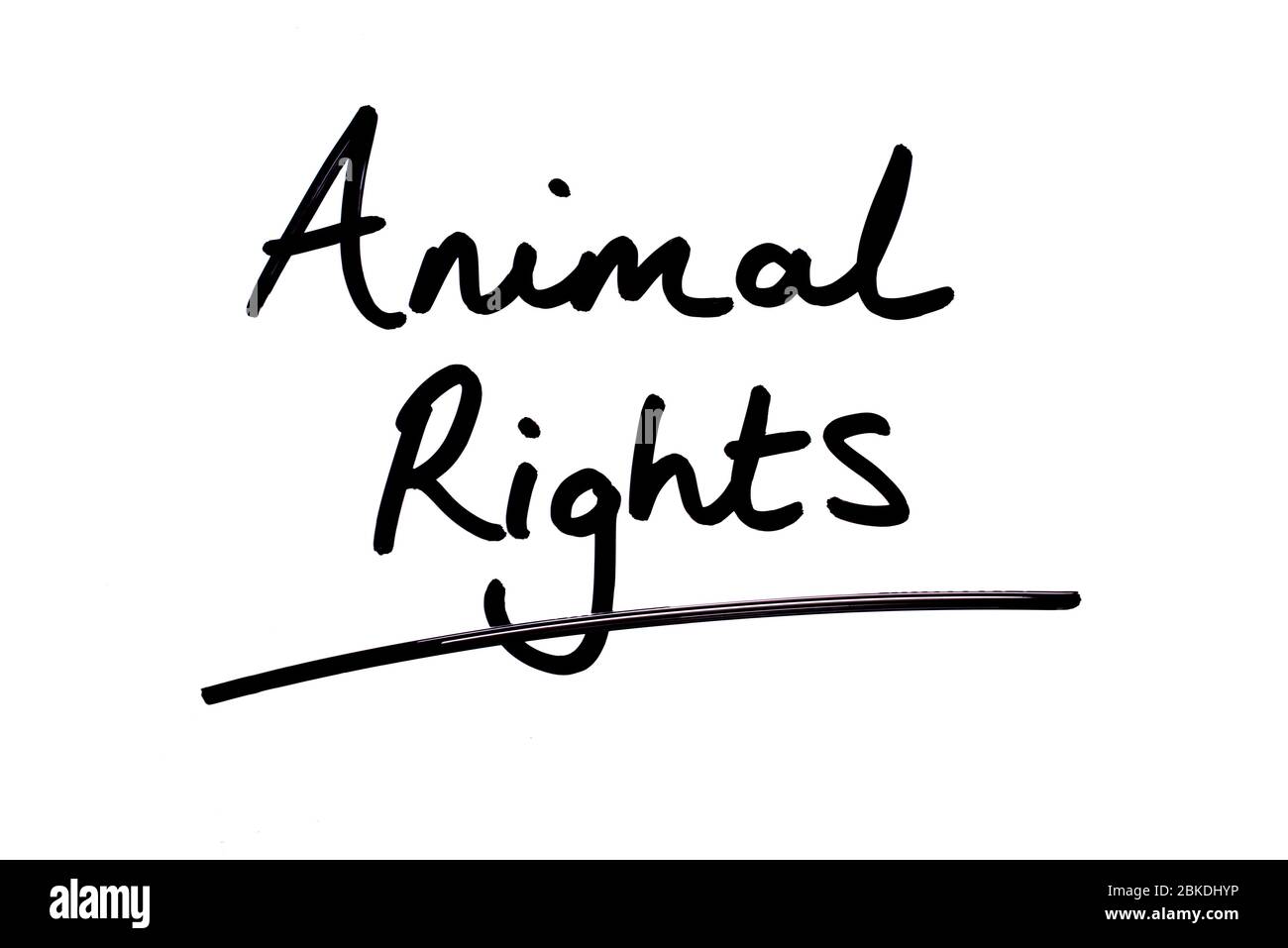 Animal Rights handwritten on a white background Stock Photo Alamy