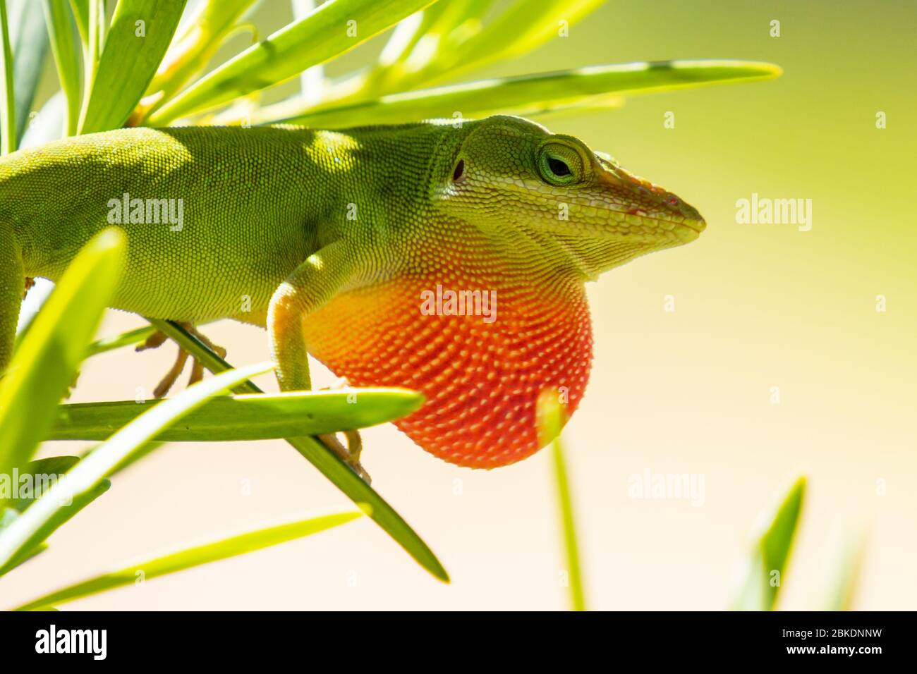 Green Anole lizard with throat puffed up Stock Photo