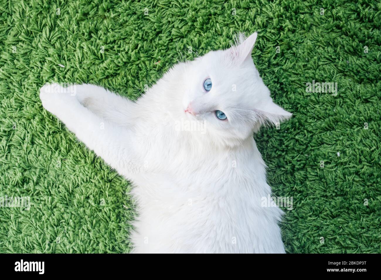 Close-up Of White Cat with Blue Eyes Laying Peacefully on Green Carpet. Top View Stock Photo