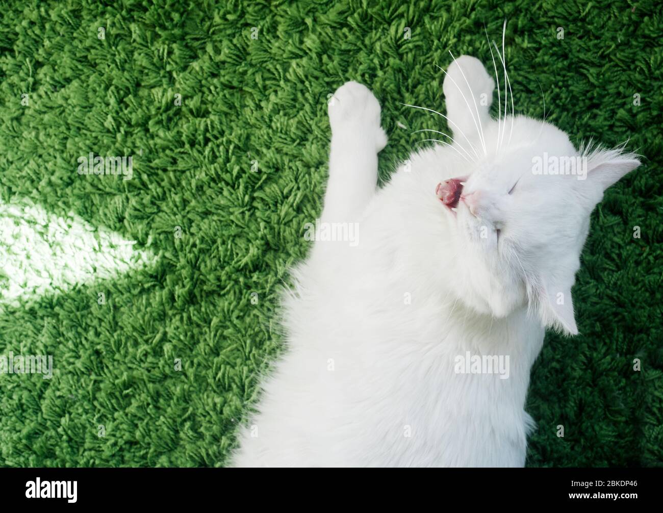 Close-up Of White Cat with Blue Eyes Laying Peacefully on Green Carpet. Top View Stock Photo