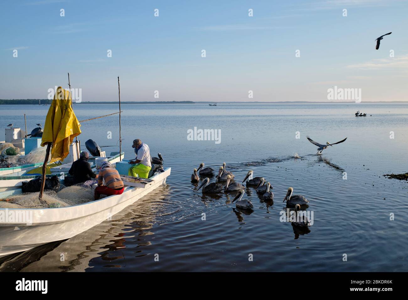 Fishermen in their small boats in the port of San Felipe, cleaning and selecting the catches they have caught during the night; while the pelicans wai Stock Photo