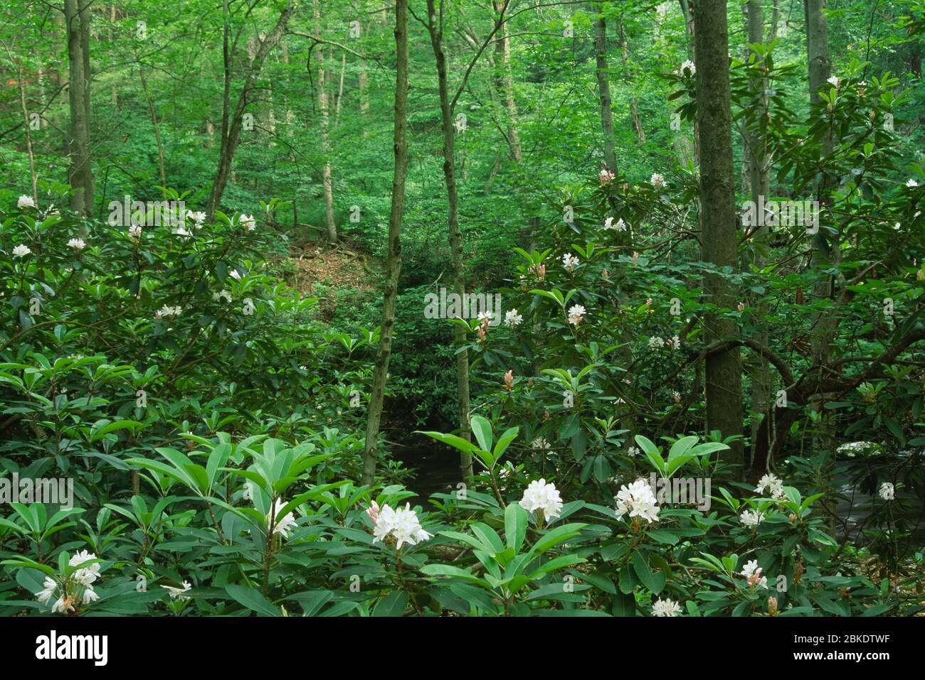 Rhododendron in forest by Dingmans Creek, Delaware Water Gap National ...