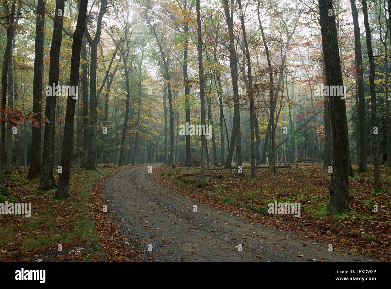 Seneca Point road, Cook Forest State Park, Pennsylvania Stock Photo
