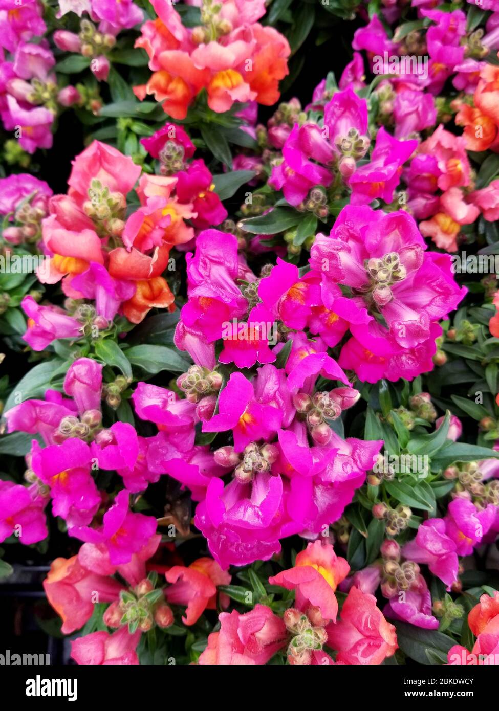 Variety colors of Snapdragon, an upright annual flower Stock Photo Alamy