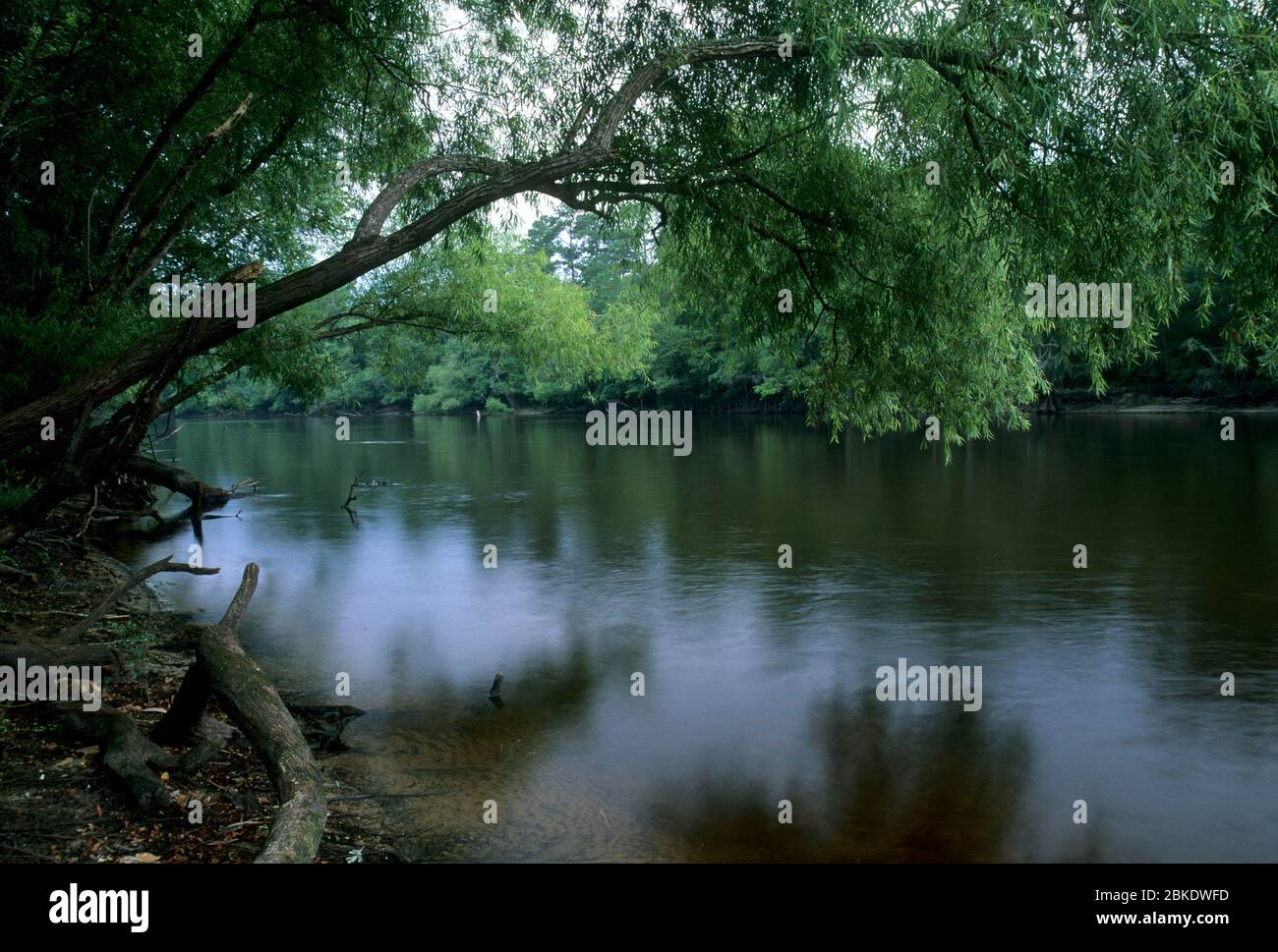 Edisto River High Resolution Stock Photography And Images Alamy