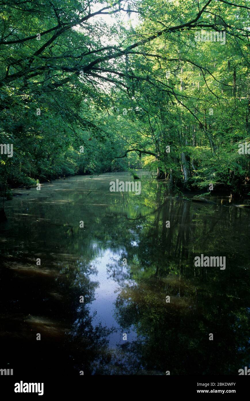 Goodson Lake, Francis Beidler Sanctuary, South Carolina Stock Photo Alamy