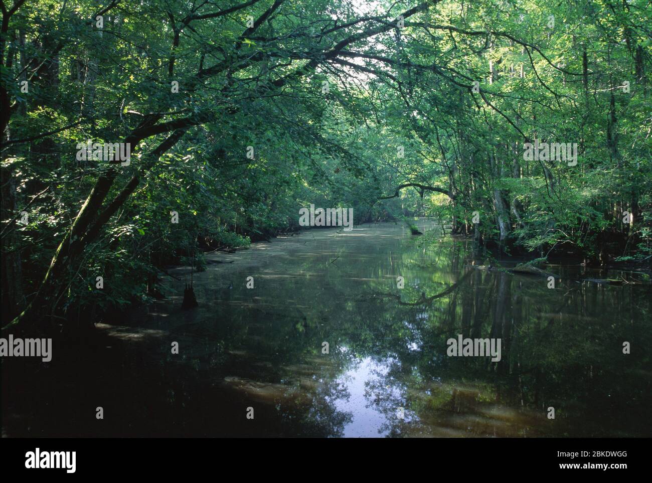 Goodson Lake, Francis Beidler Sanctuary, South Carolina Stock Photo Alamy