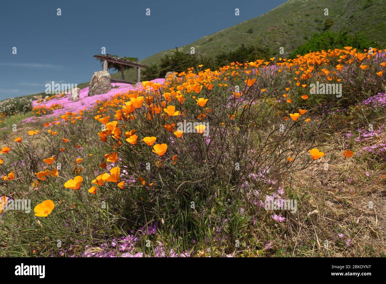 California Golden Poppies Flowers And Succulent Purple Ice Plant In Bloom California Native Wildflowers Springtime Stock Photo Alamy