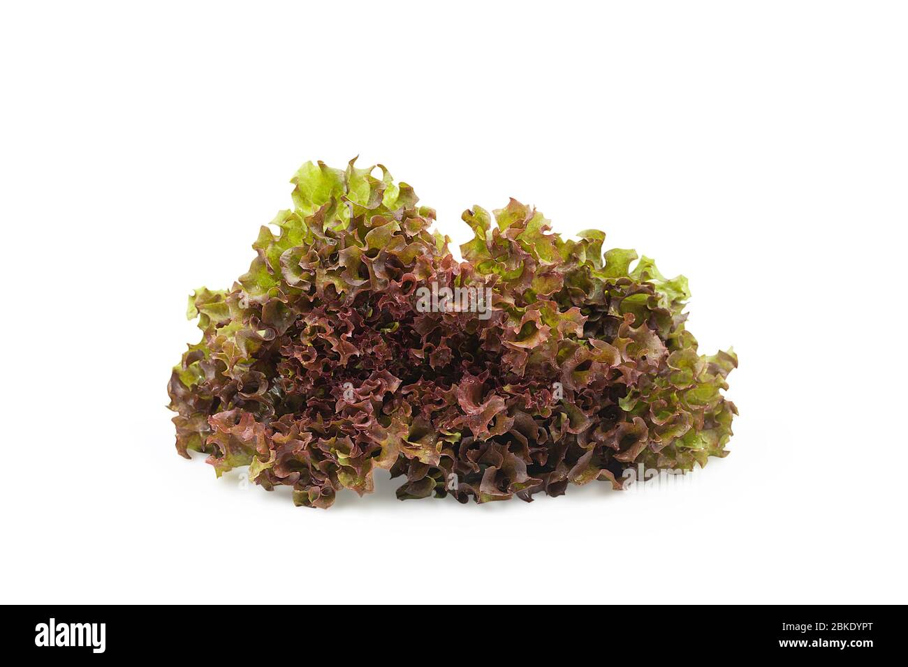Raw organic red oak lettuce on white isolated background with clipping path. Fresh red oak