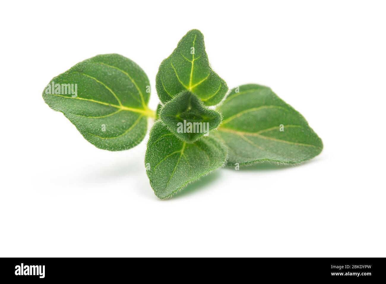 Raw organic oregano leaf or marjoram on white isolated background