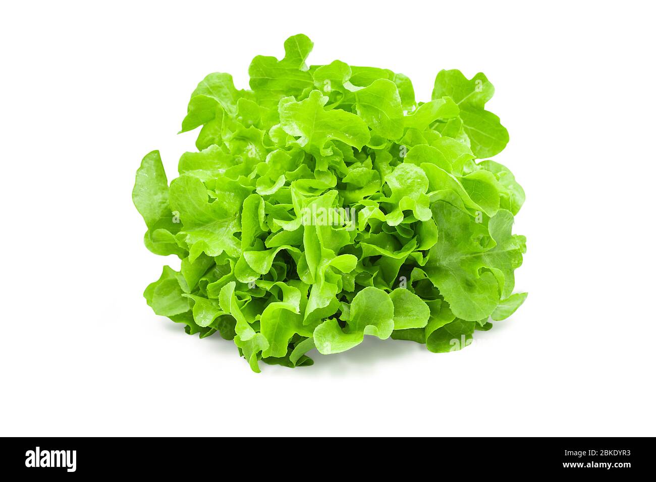 Raw organic green oak lettuce on white isolated background with clipping path. Fresh green oak