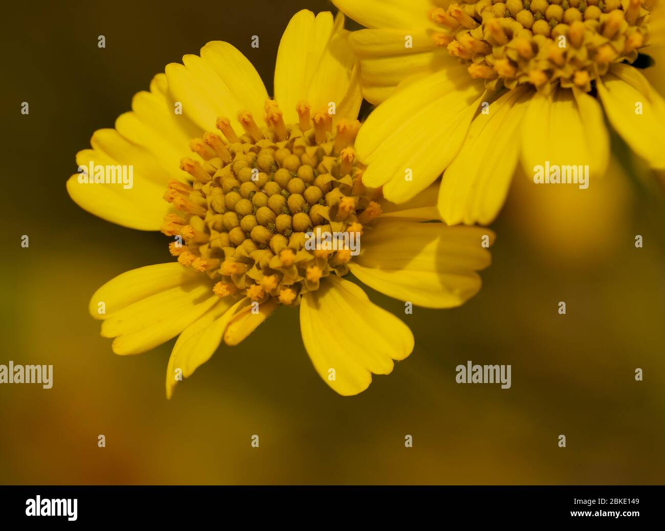 Bright yellow close up of brittlebush (Encelia farinosa) sunflower
