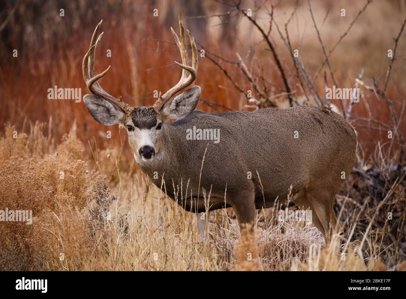 Mule deer buck with antlers against autumn colors of red and brown Stock Photo