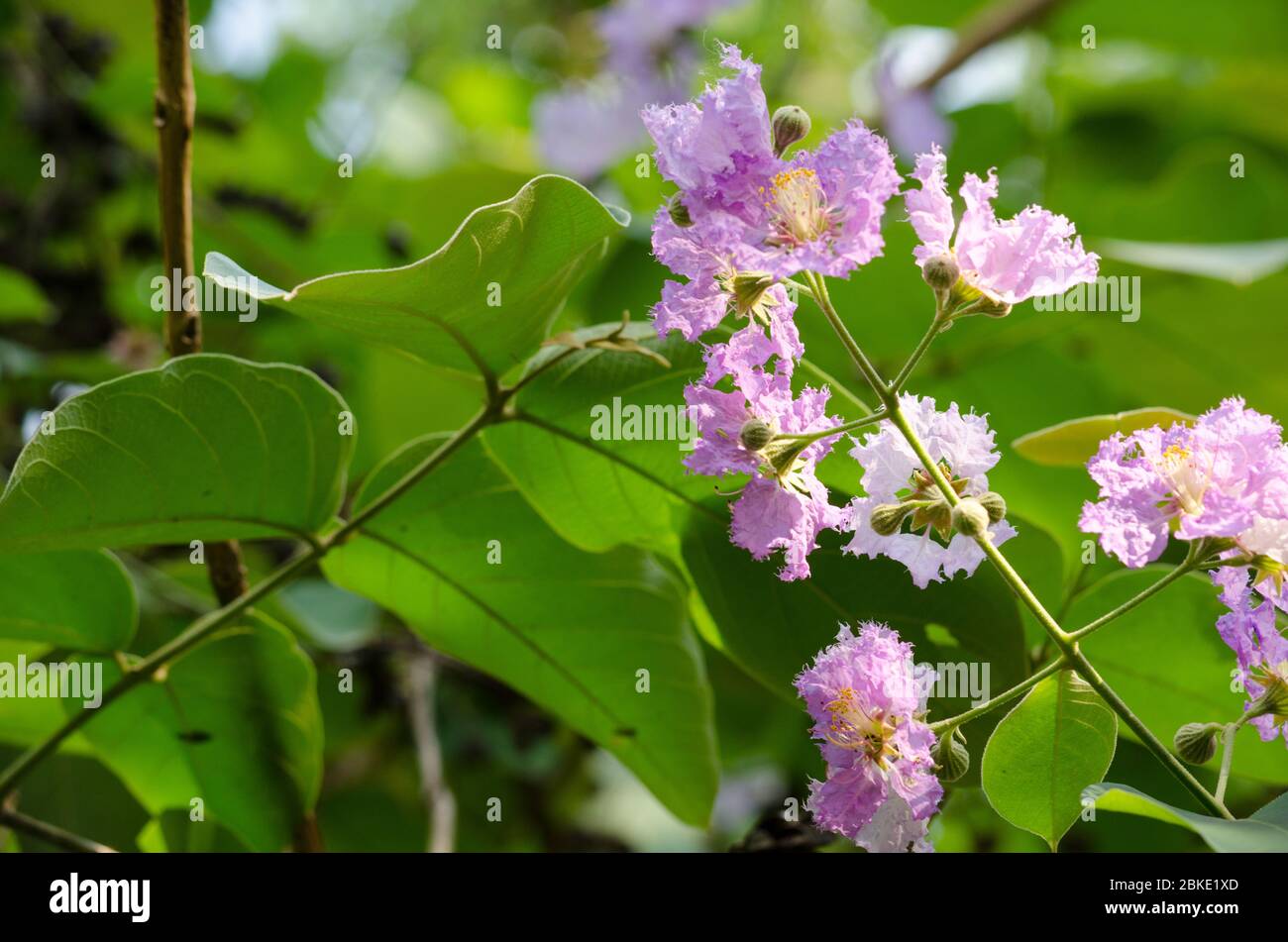 Lagerstroemia calyculata  is derived from its very characteristic mottled flaky bark. It is a species of flowering plant in the Lythraceae family and Stock Photo
