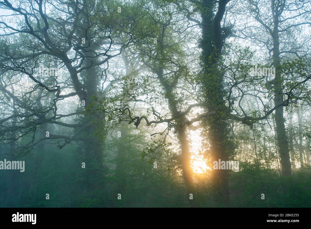 Sunrise light through misty trees along the Oxford canal near Upper Heyford, Oxfordshire, England Stock Photo