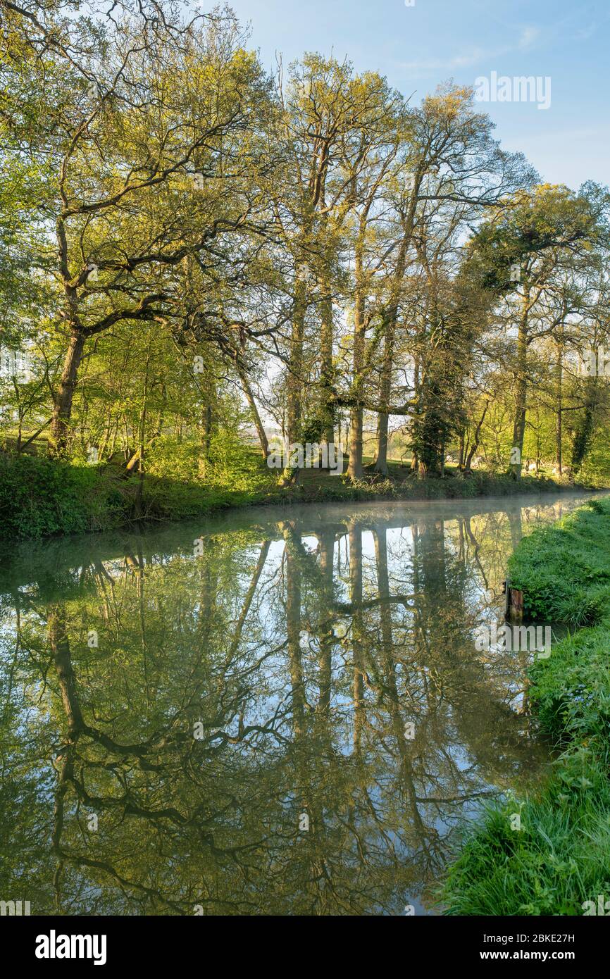 Tree reflections along the Oxford canal on a spring morning. Lower Heyford, Oxfordshire, England Stock Photo