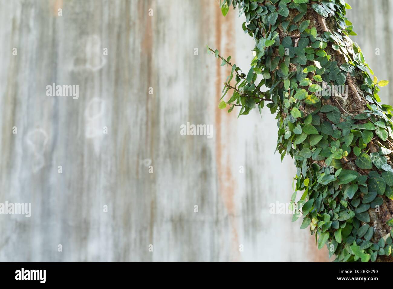 The Green creeper plant on grunge old house wall. Abstract plant wall background. Stock Photo