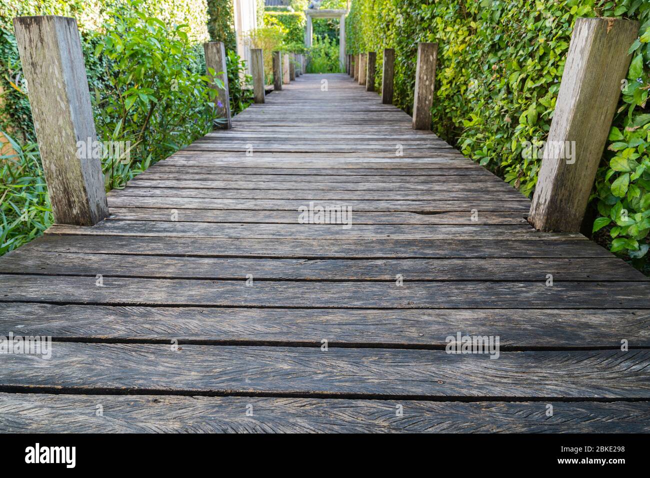 Wooden pathway on the garden with green trees background. Stock Photo