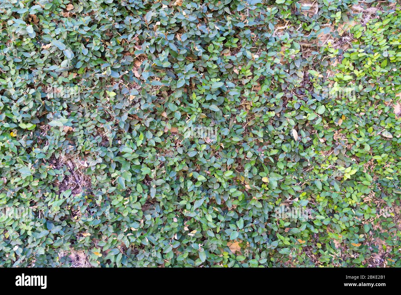 The Green creeper plant on grunge old house wall. Abstract plant wall background. Stock Photo