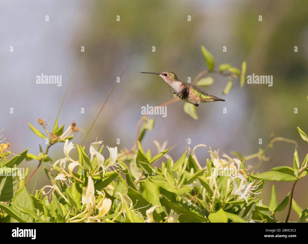 Flying over honeysackle flower female of ruby-throated hummingbird Stock Photo