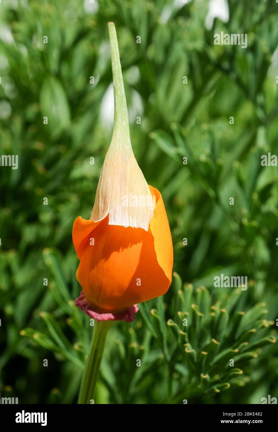 Berlin, Germany. 17th Apr, 2020. A flower California poppy, also known ...