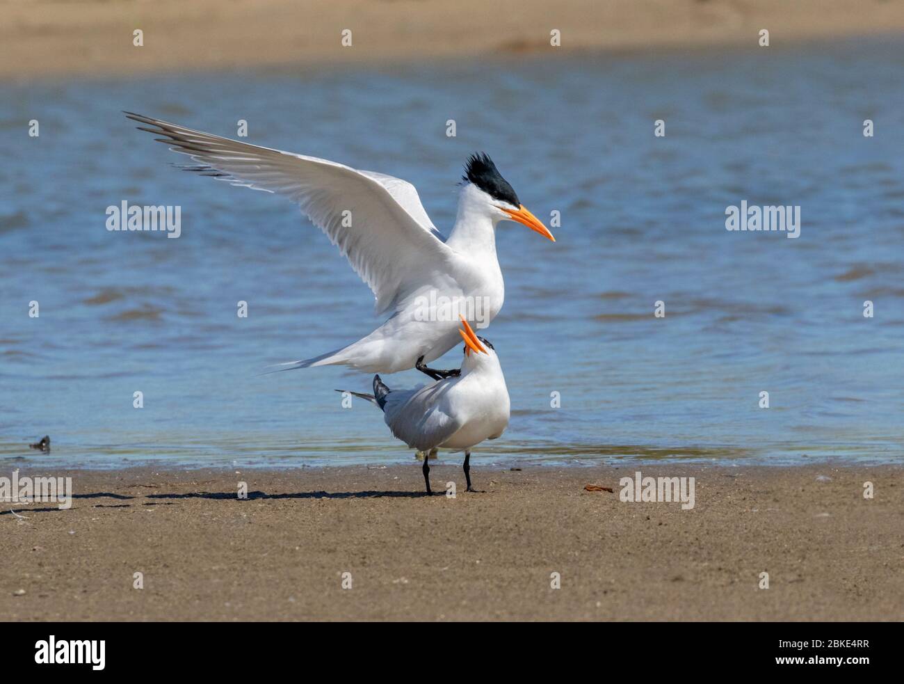 3dRose Royal Tern Bird Photography Mouse Pad - 8x8 Inch Wildlife Desk Mat