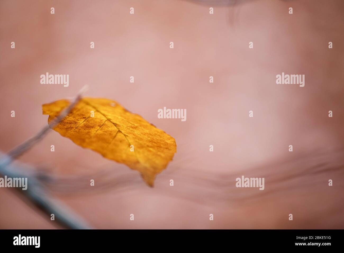 ocher colored autumn leaf in front of blurry pinkish background Stock Photo