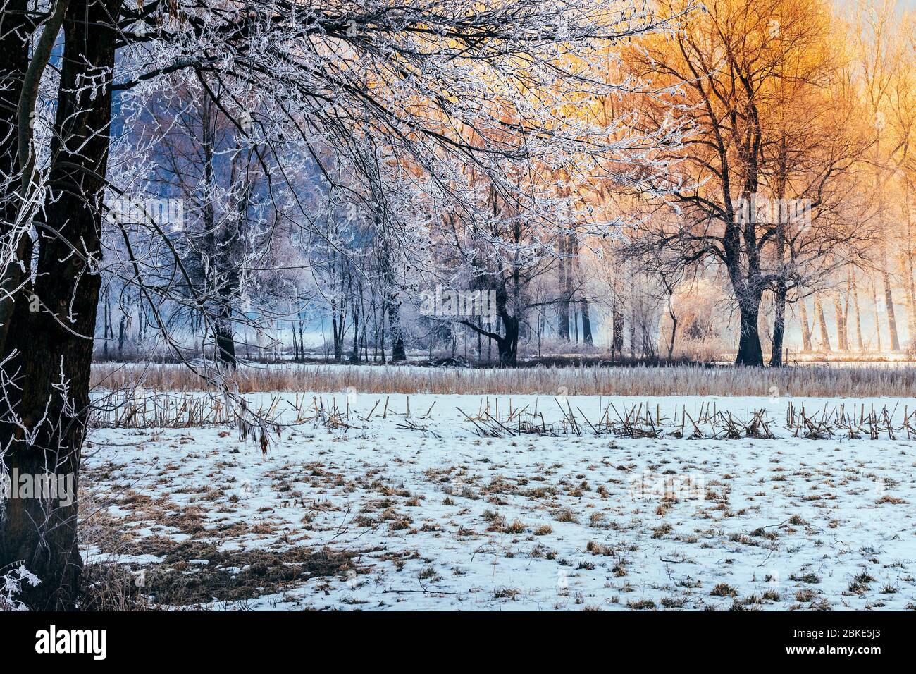 landscape with trees in winter clothes Stock Photo - Alamy