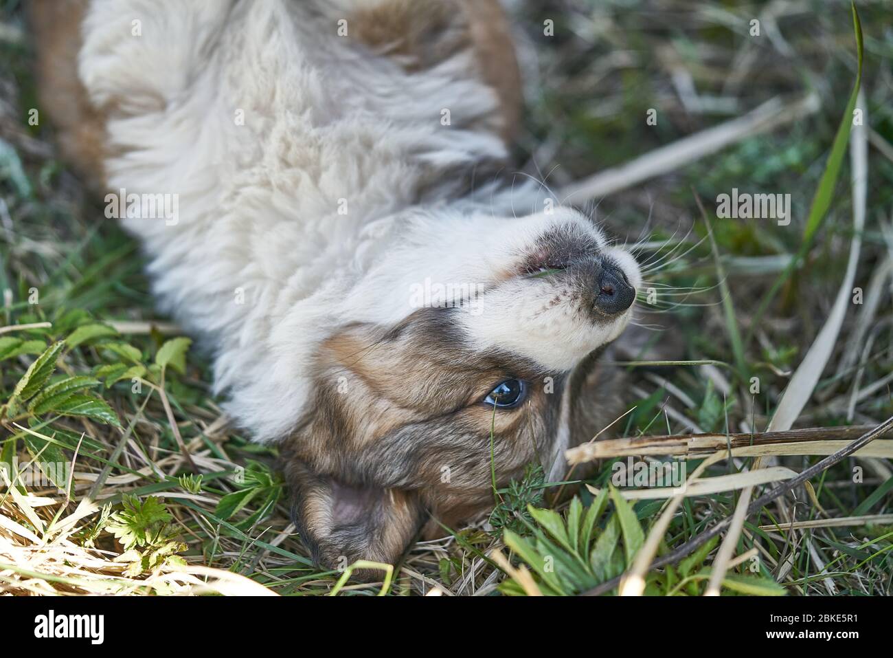 Puppy resting in the grass. Close up photo Stock Photo - Alamy