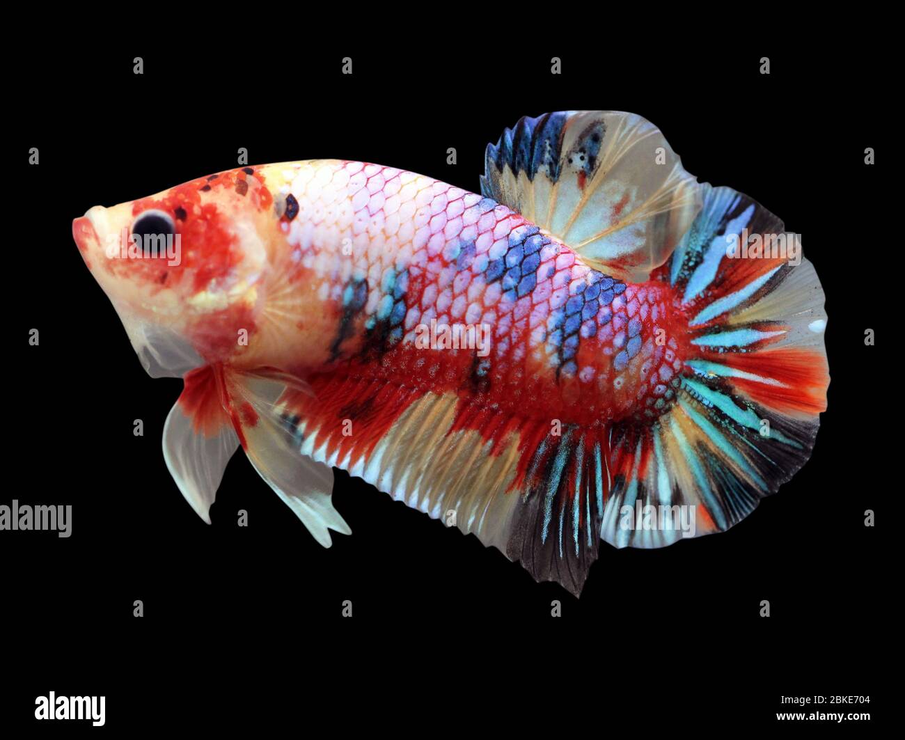 Betta Candy Nemo Halfmoon Plakat HMPK Male or Plakat Fighting Fish Splendens On Black Background. Stock Photo