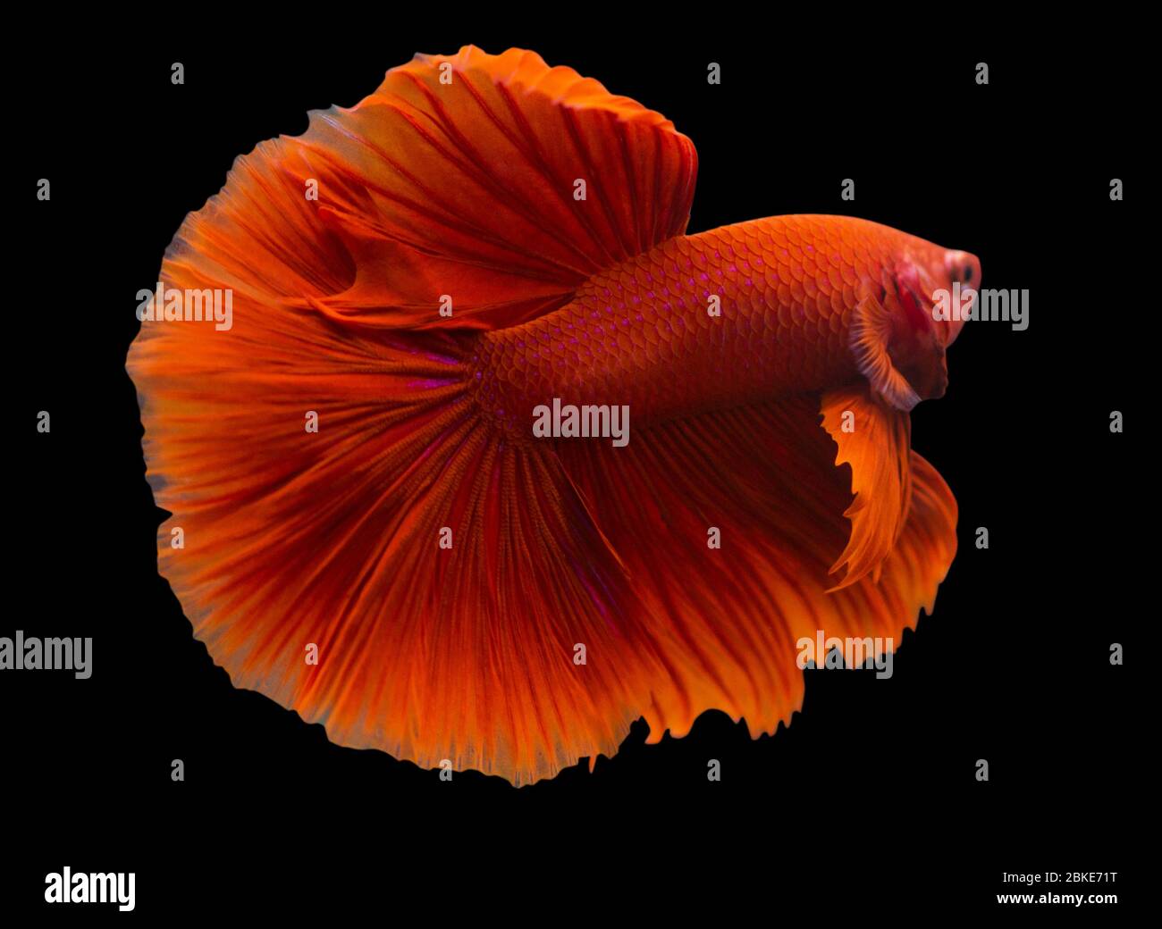 Betta Super Red Halfmoon HM Male or Plakat Fighting Fish Splendens On Black Background. Stock Photo