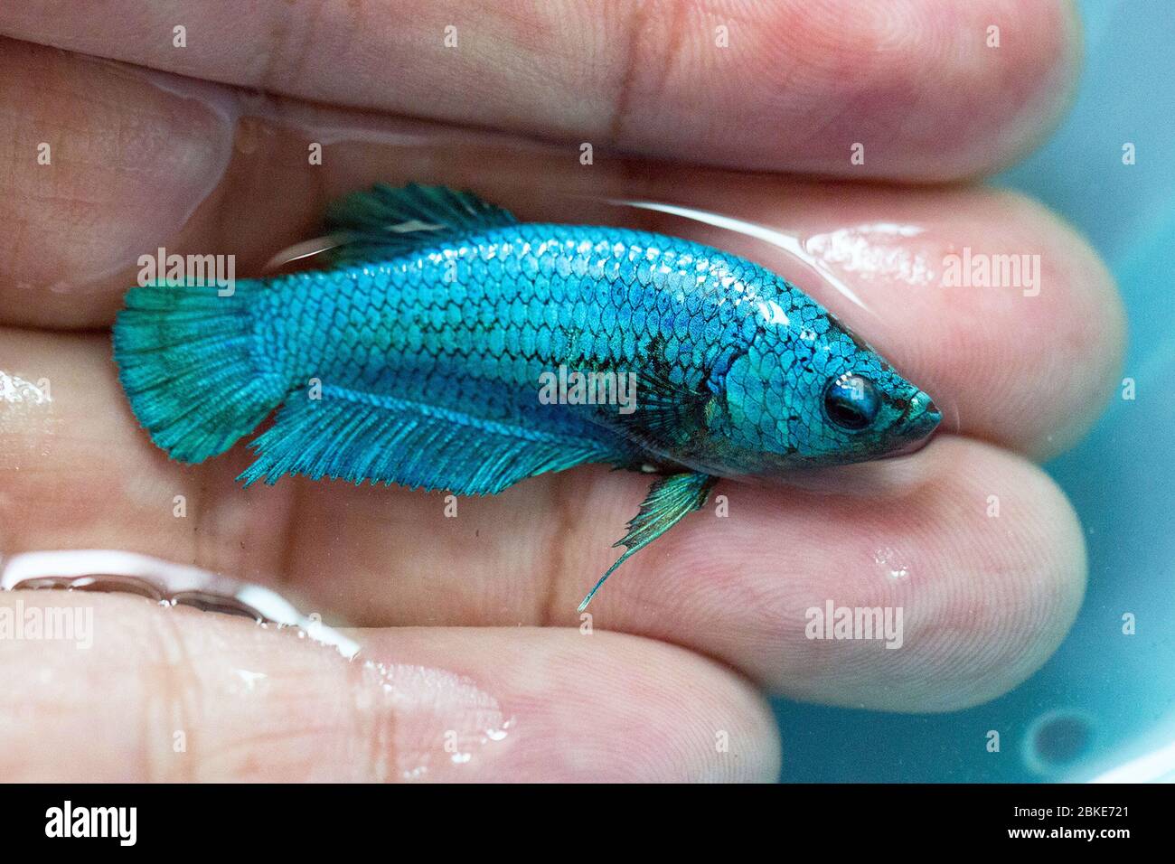 Betta Green Turquoise Halfmoon Plakat HMPK in Hand or Plakat Fighting Fish Splendens Stock Photo - Alamy