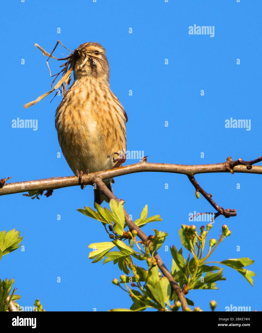 Female building a nest in the Cotswolds Stock Photo Alamy