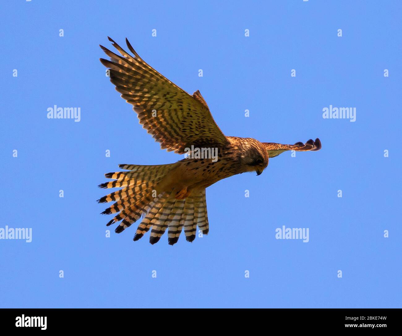 Juvenile Kestrel Hovering Over The Cotswold Hills Grassland Stock Photo juvenile-kestrel-hovering-over-the-cotswold-hills-grassland-stock-photo